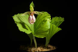 Image of Korean ladyslipper