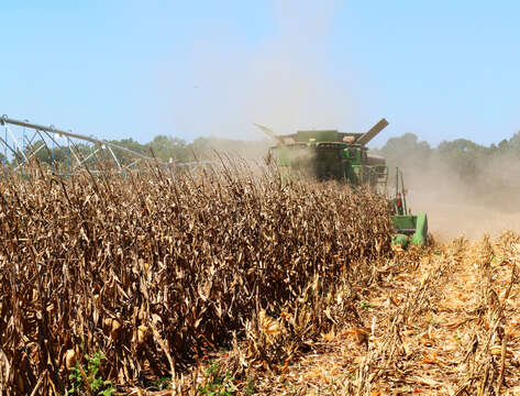 Image of Zea mays Saccharata