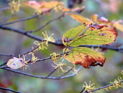 Imagem de Hamamelis virginiana L.