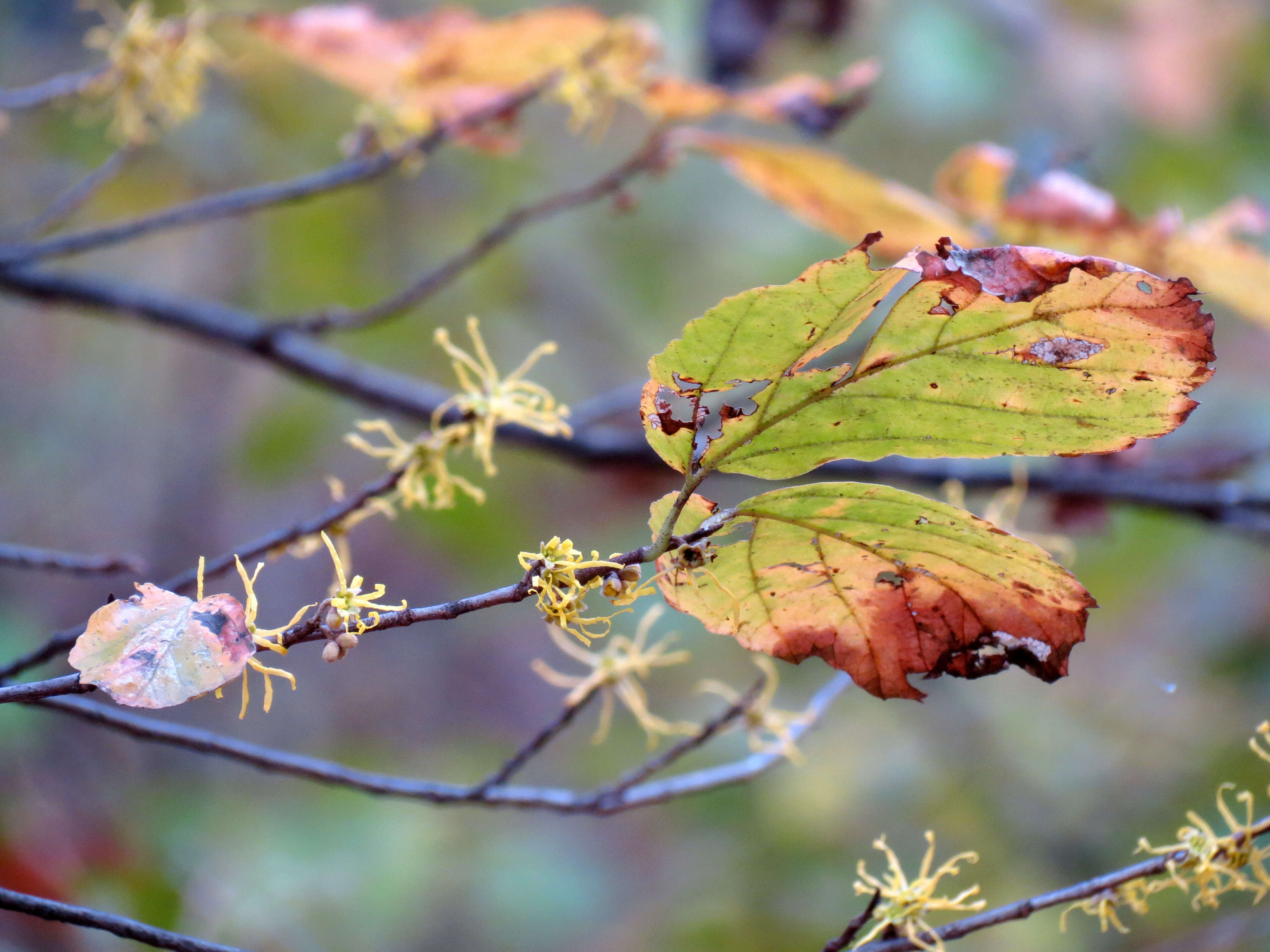 Imagem de Hamamelis virginiana L.