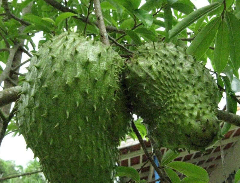 Image of soursop