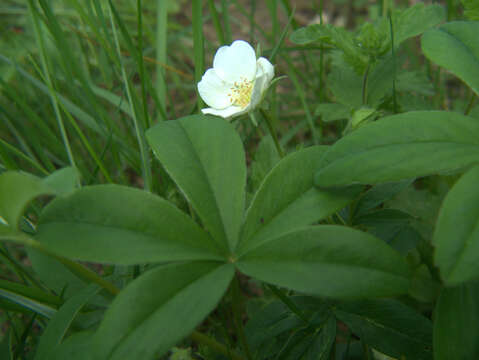 Imagem de Potentilla alba L.