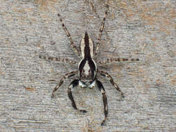 Image of Gray Wall Jumper