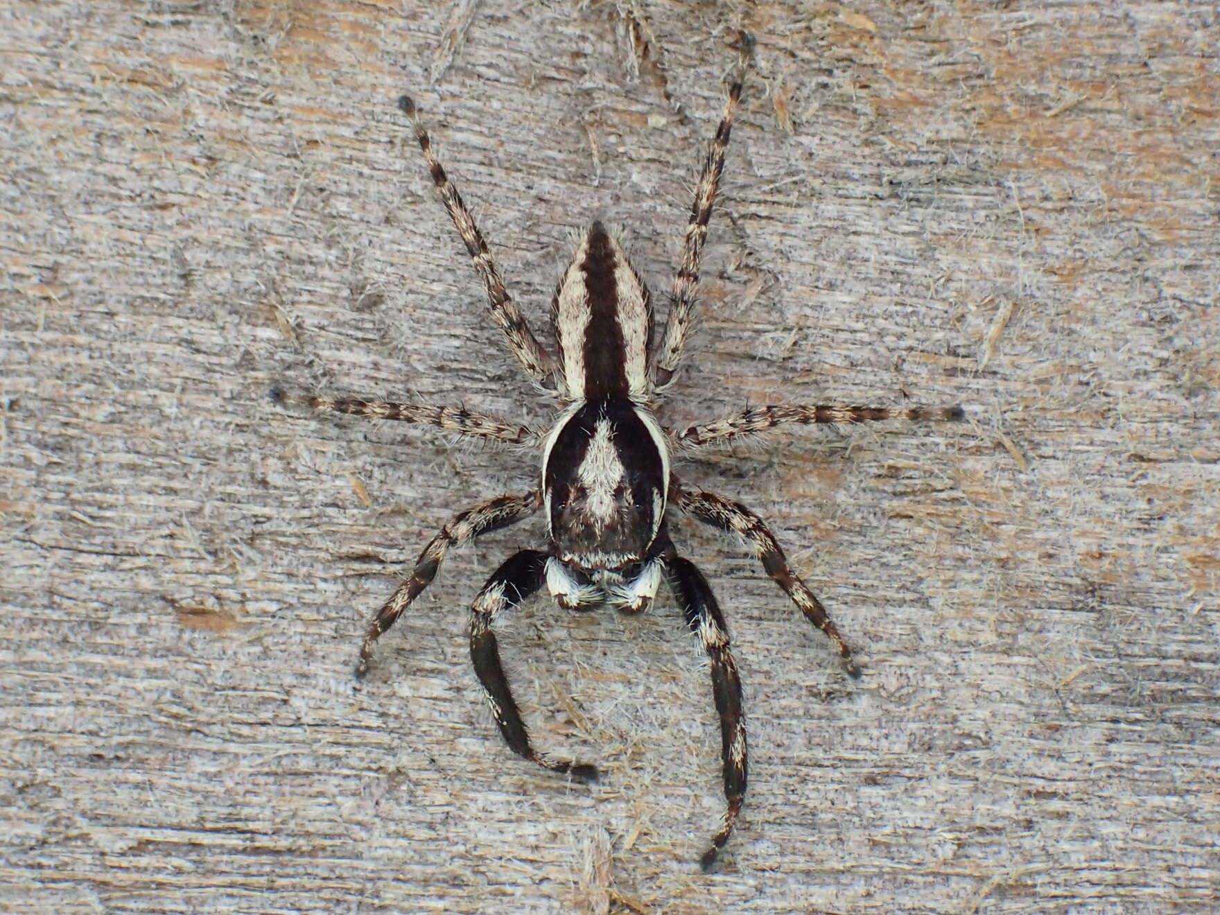 Image of Gray Wall Jumper