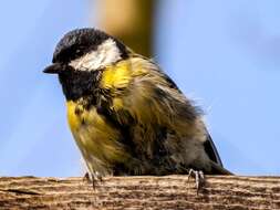 Image of Great Tit