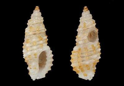 Pseudodaphnella sudafricana Fedosov & Puillandre 2012 resmi