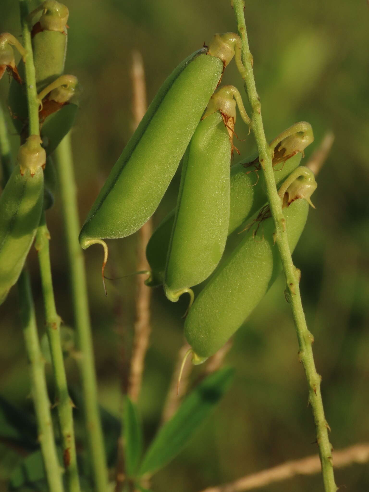 Image of smooth rattlebox