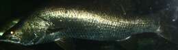 Image of Asian seabass