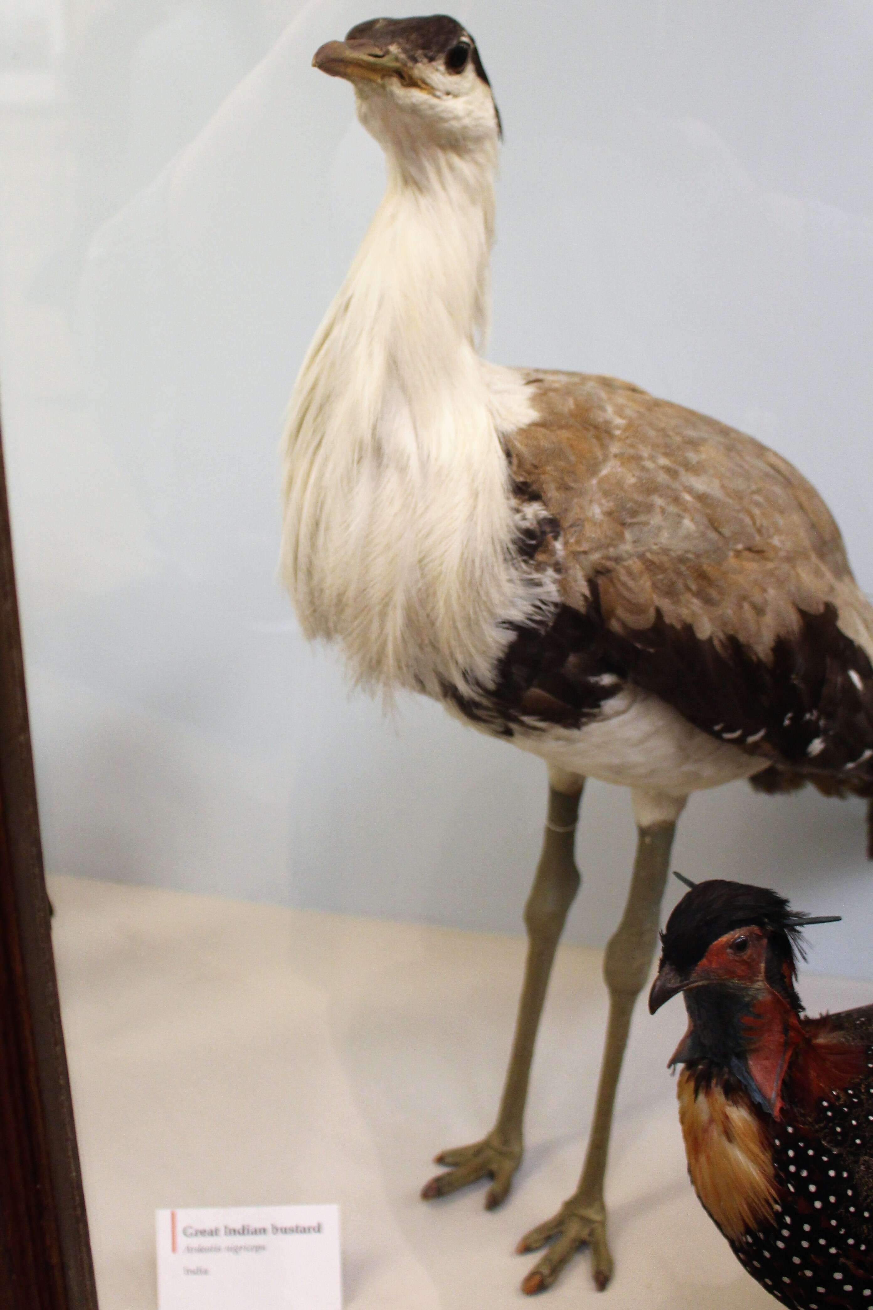 Image of Great Indian Bustard