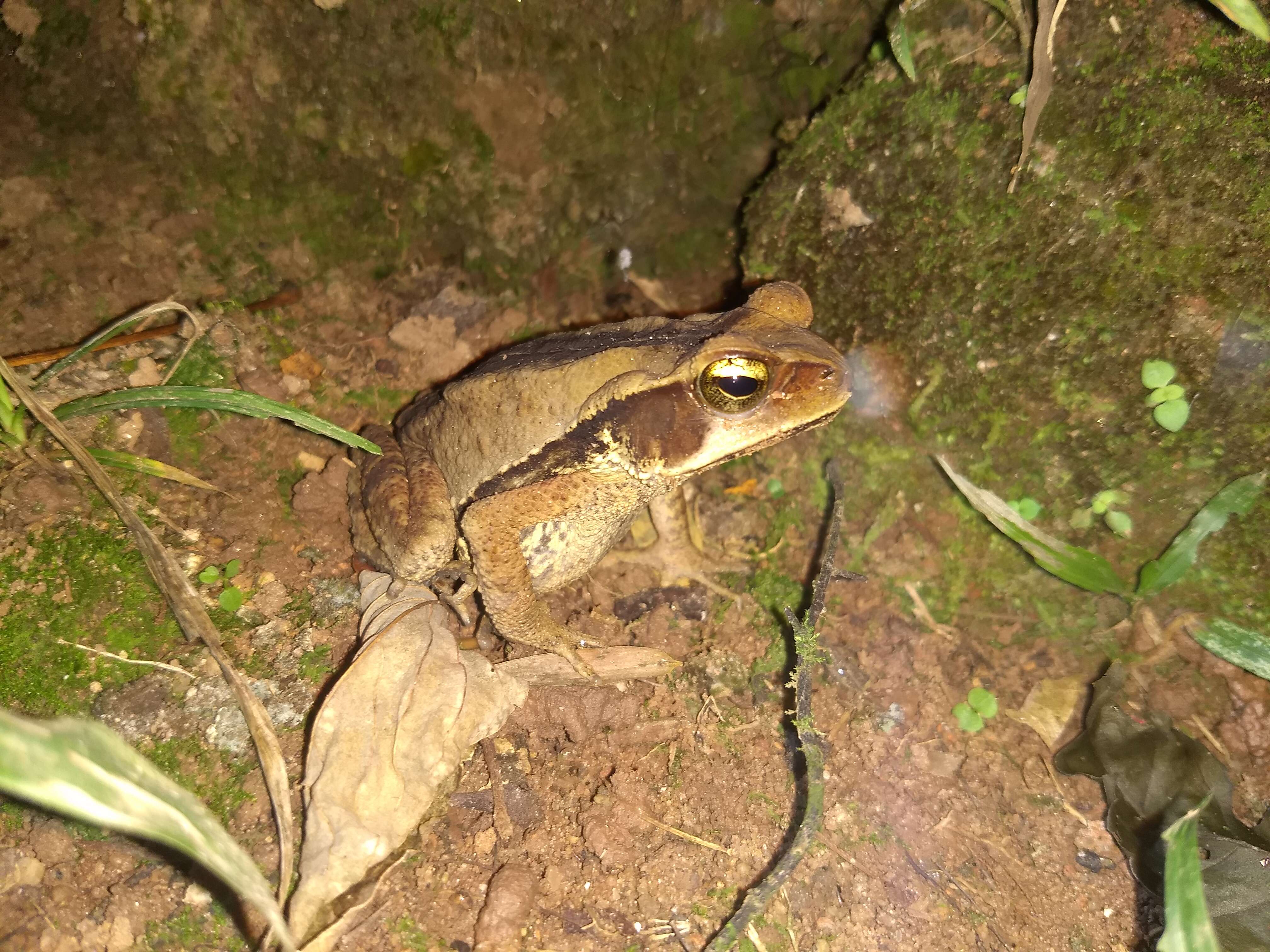 صورة Rhinella ornata (Spix 1824)