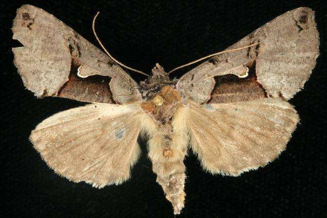 Image of Large Looper Moth, Broken-banded Y