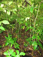 Coffea arabica L. resmi