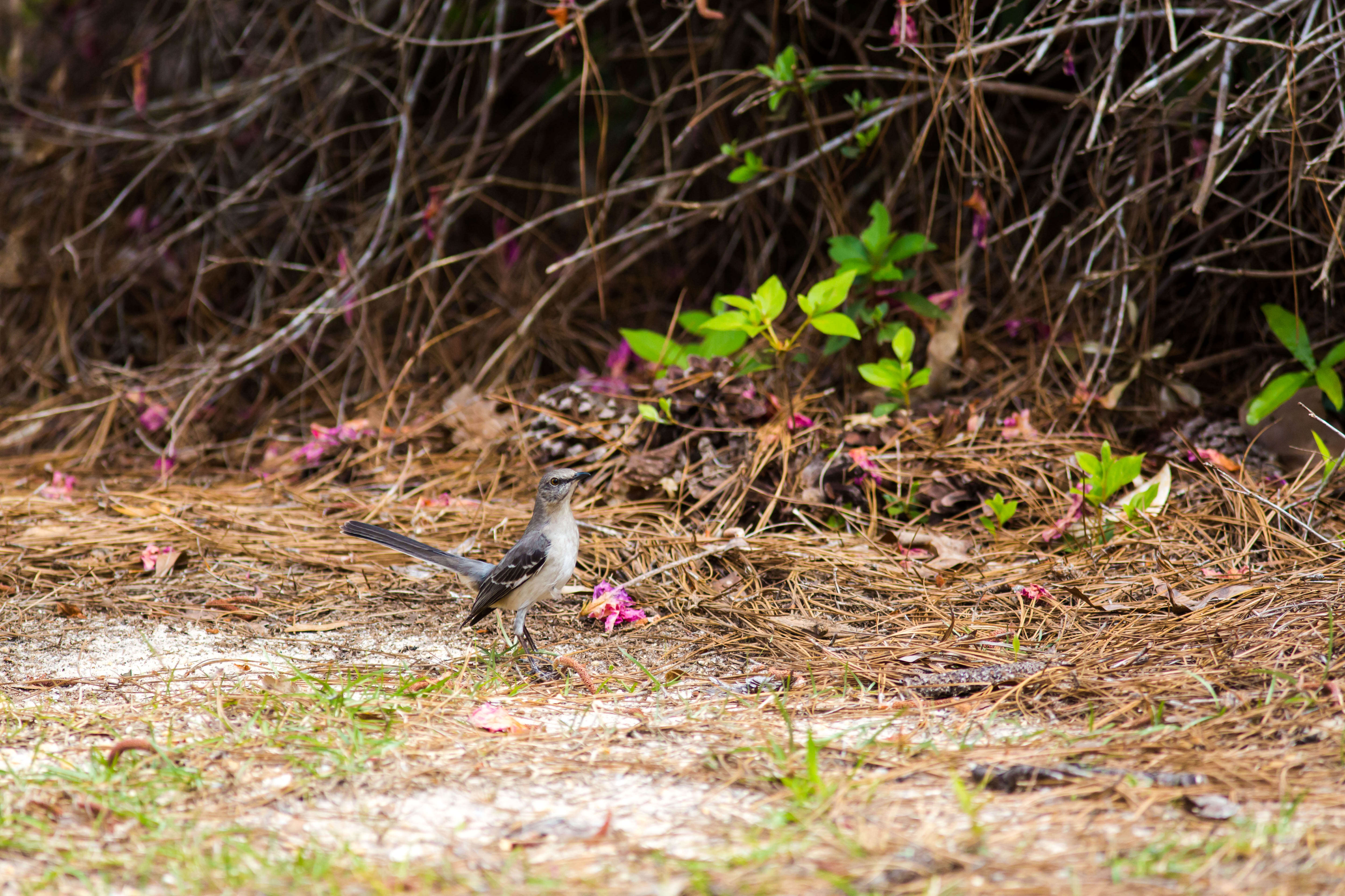 Image of Northern Mockingbird