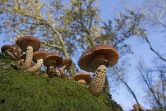 Image of Armillaria ostoyae (Romagn.) Herink 1973