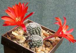 Image of Rebutia pulvinosa F. Ritter & Buining