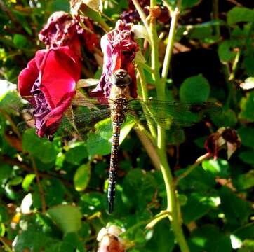 Image of Migrant Hawker