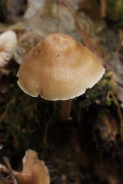 Image of Common Bonnet