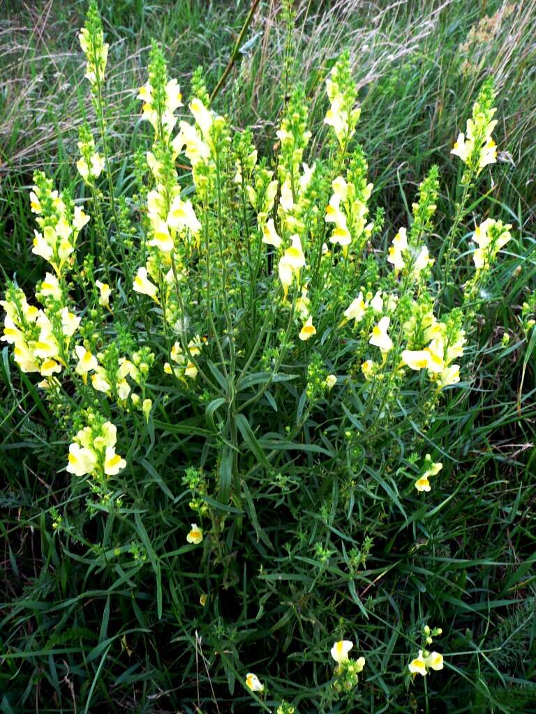 Image of Common Toadflax