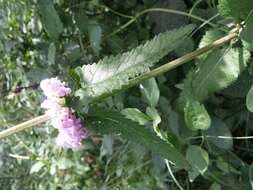 Слика од Phlomoides tuberosa (L.) Moench