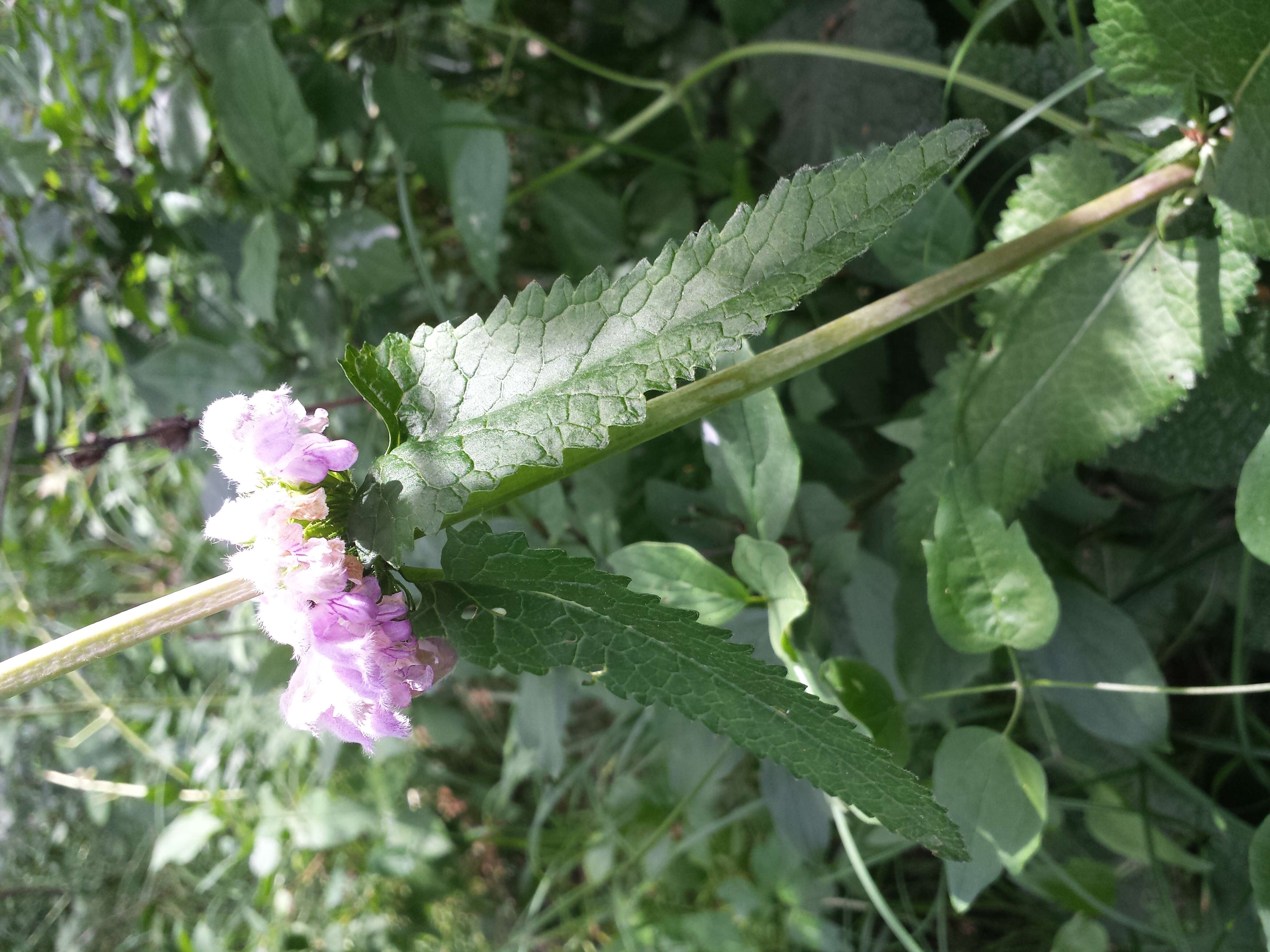 Слика од Phlomoides tuberosa (L.) Moench