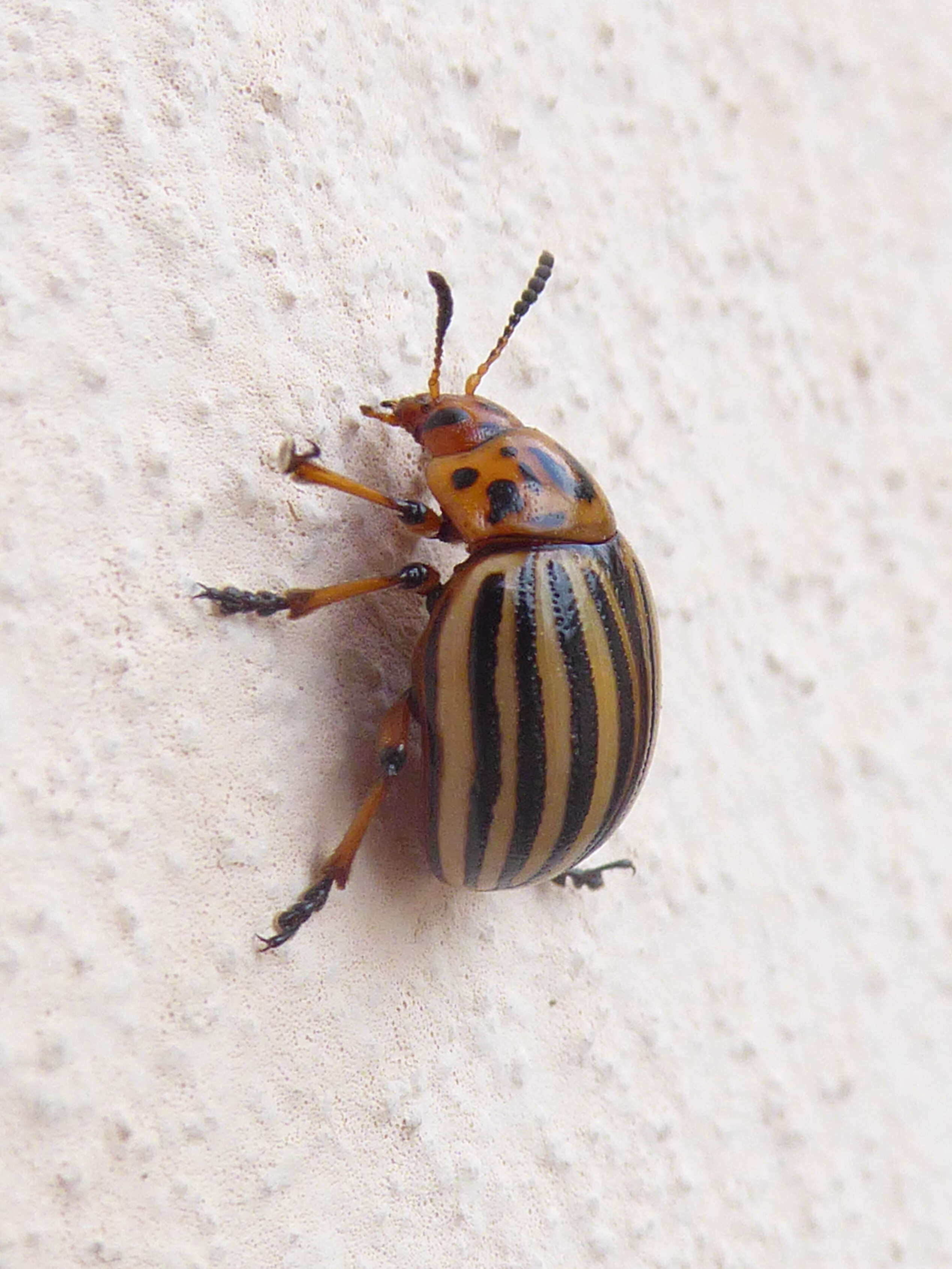 Image of Colorado potato beetle