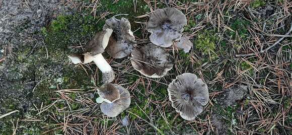 Imagem de Tricholoma portentosum (Fr.) Quél. 1873