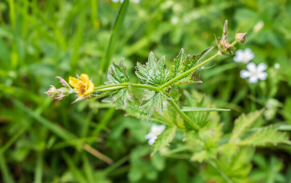 Image of Wood Avens