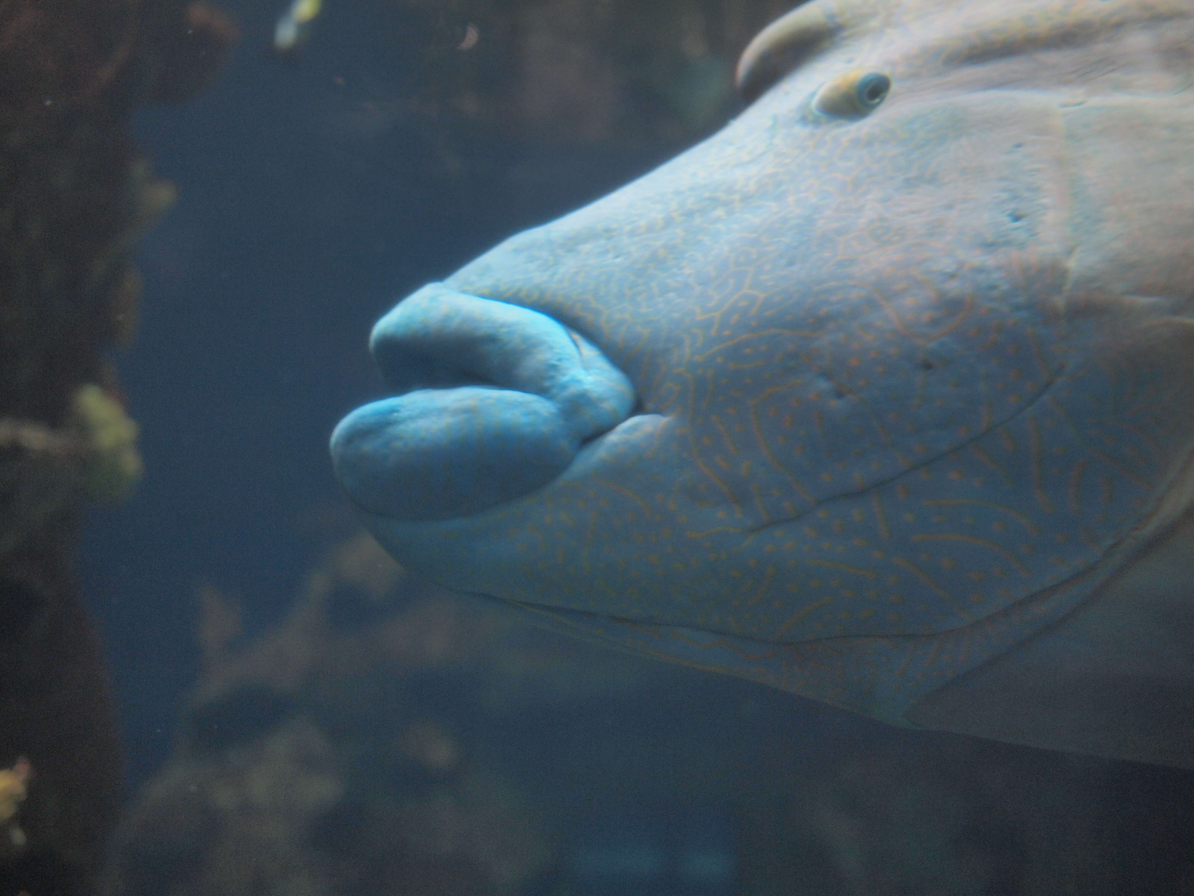 Image of Giant Wrasse