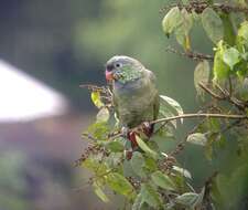 Image of Red-billed Parrot