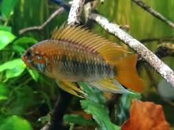 Image of Apistogramma macmasteri Kullander 1979