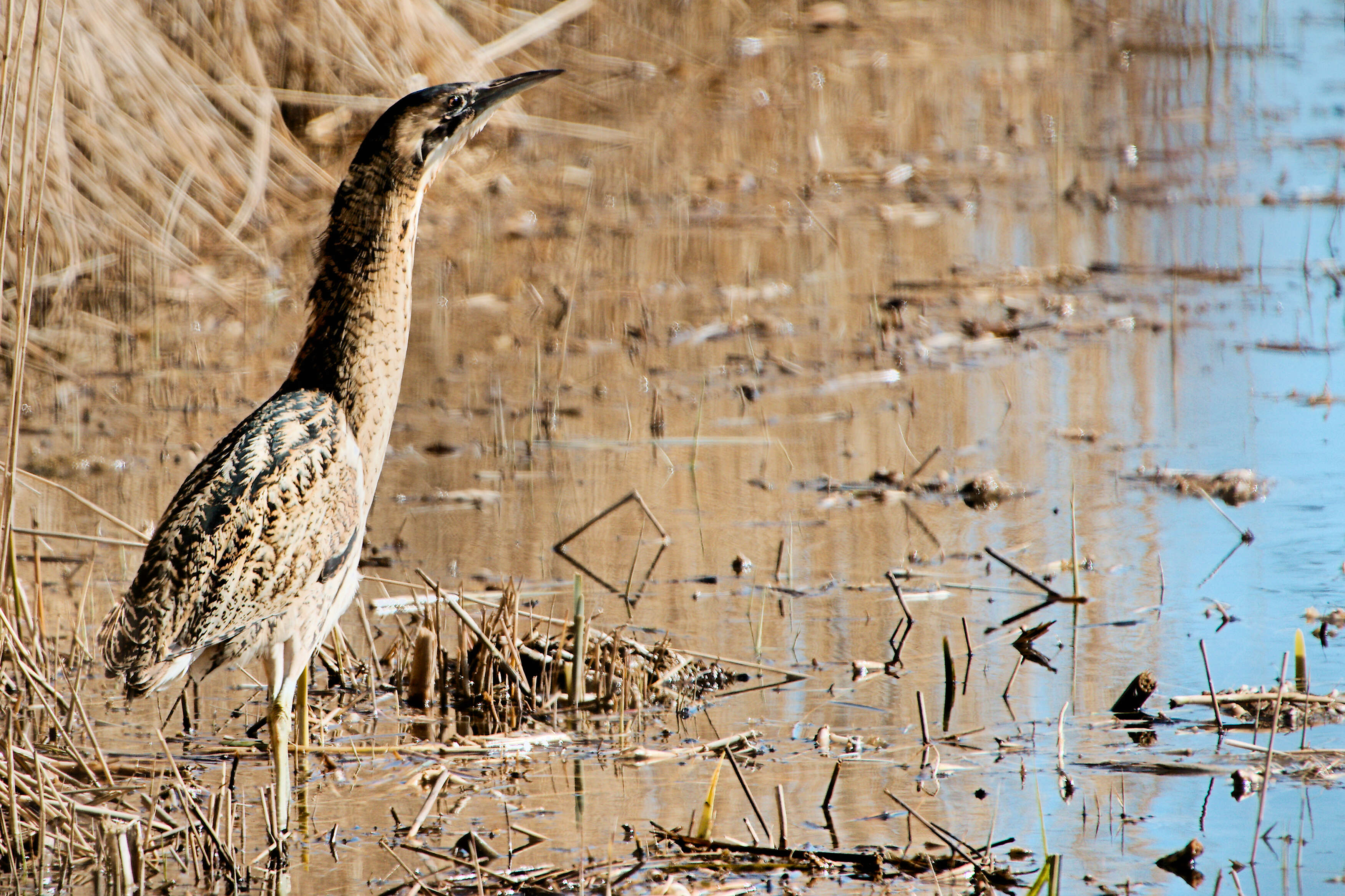 Image of great bittern, bittern