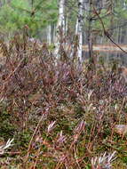 Imagem de Rhododendron tomentosum (Stokes) Harmaja