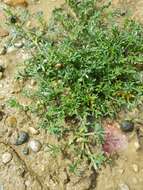 Image of Creeping Watercress