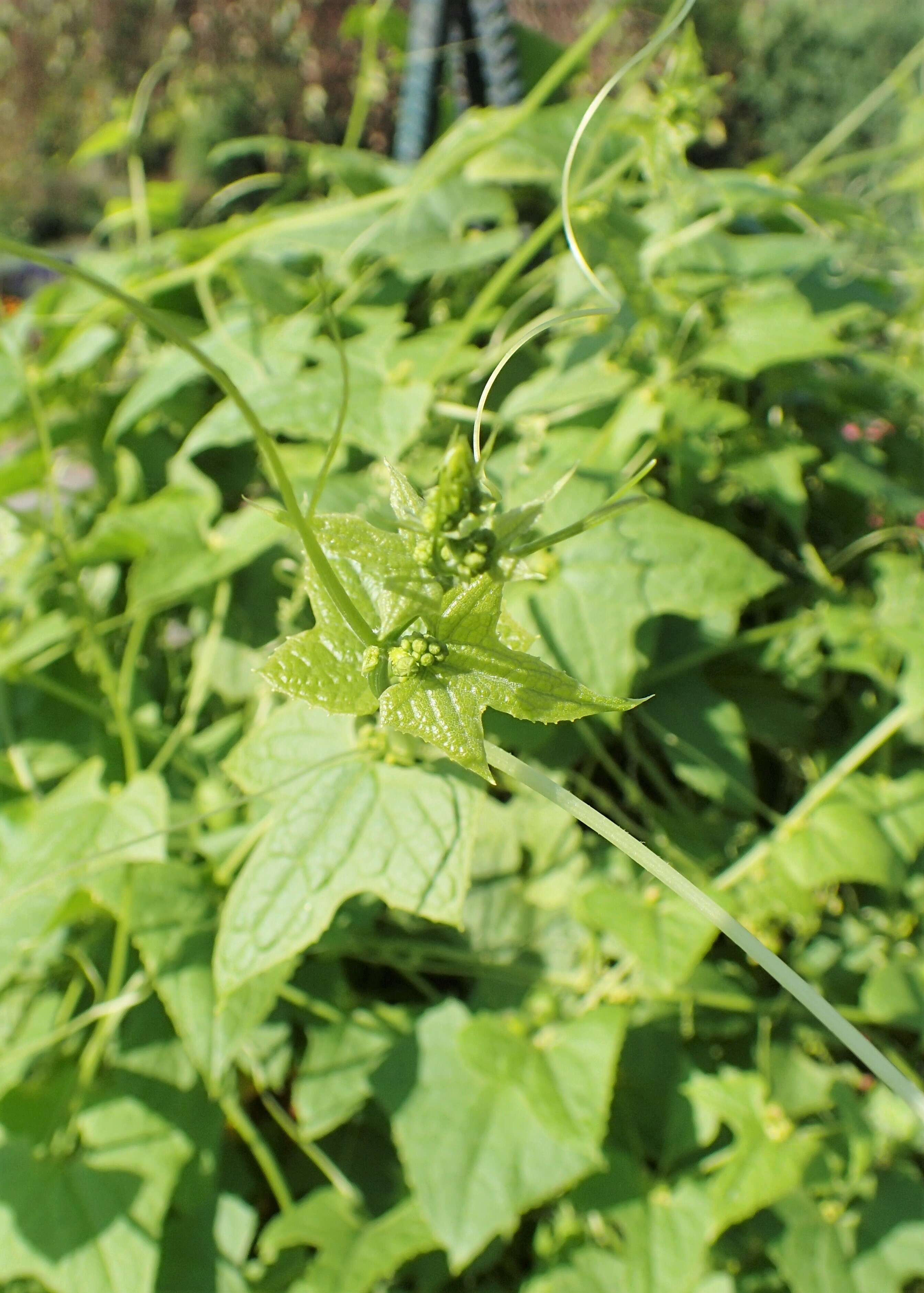 صورة Cyclanthera brachystachya (Ser.) Cogn.