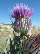 Image of Moor's Cotton Thistle