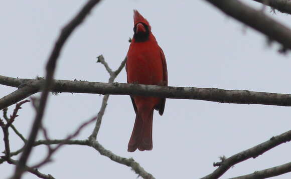 Image of Cardinalis Bonaparte 1838