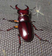 Lucanus (Pseudolucanus) capreolus (Linnaeus 1763)的圖片