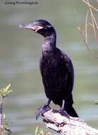 Image of Neotropic Cormorant