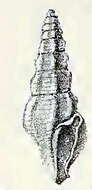 Image of Drillia omanensis