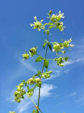 Imagem de Silene baccifera (L.) Roth