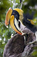 Image of Great Indian Hornbill