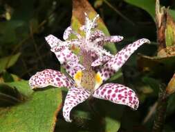 Image of toad lily