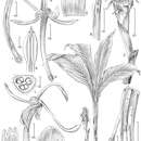 Image of Larsenianthus wardianus W. J. Kress, Thet Htun & Bordelon