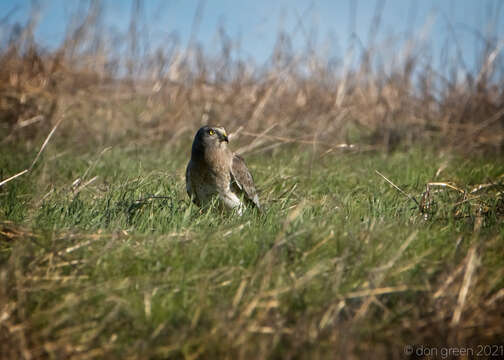 Image of Northern Harrier