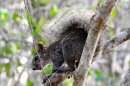 Image of Collie's Squirrel