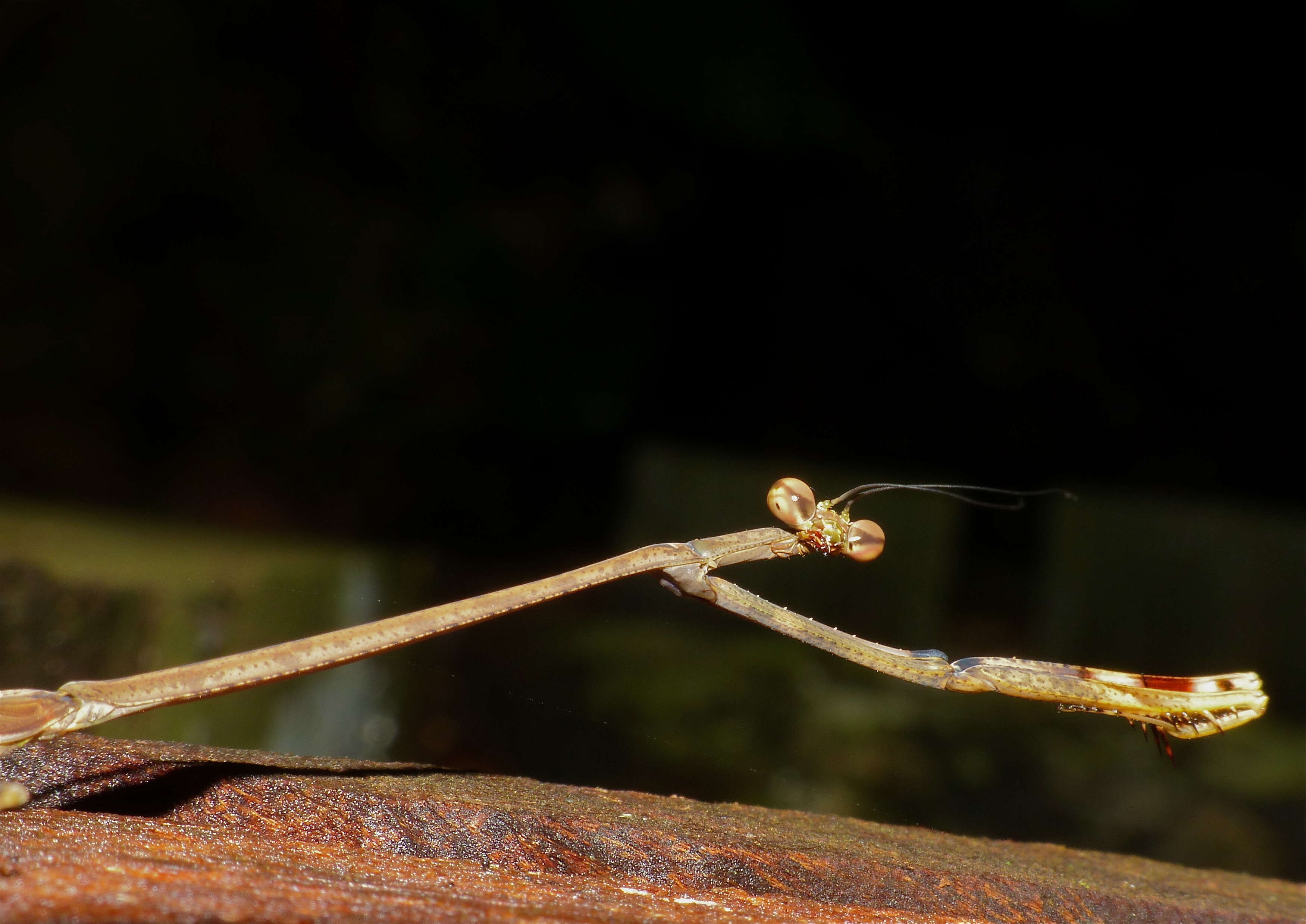 Image of Euchomenella heteroptera de Haan 1842