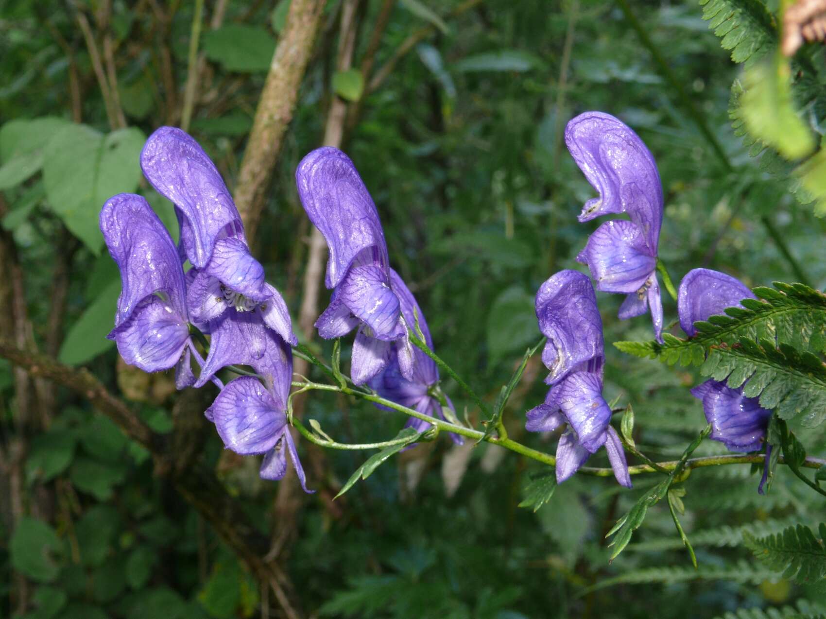 Image of Manchurian monkshood