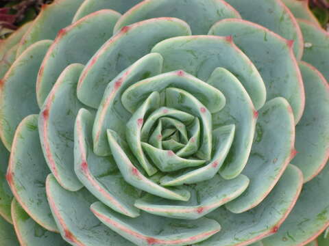 Image of hens and chicks