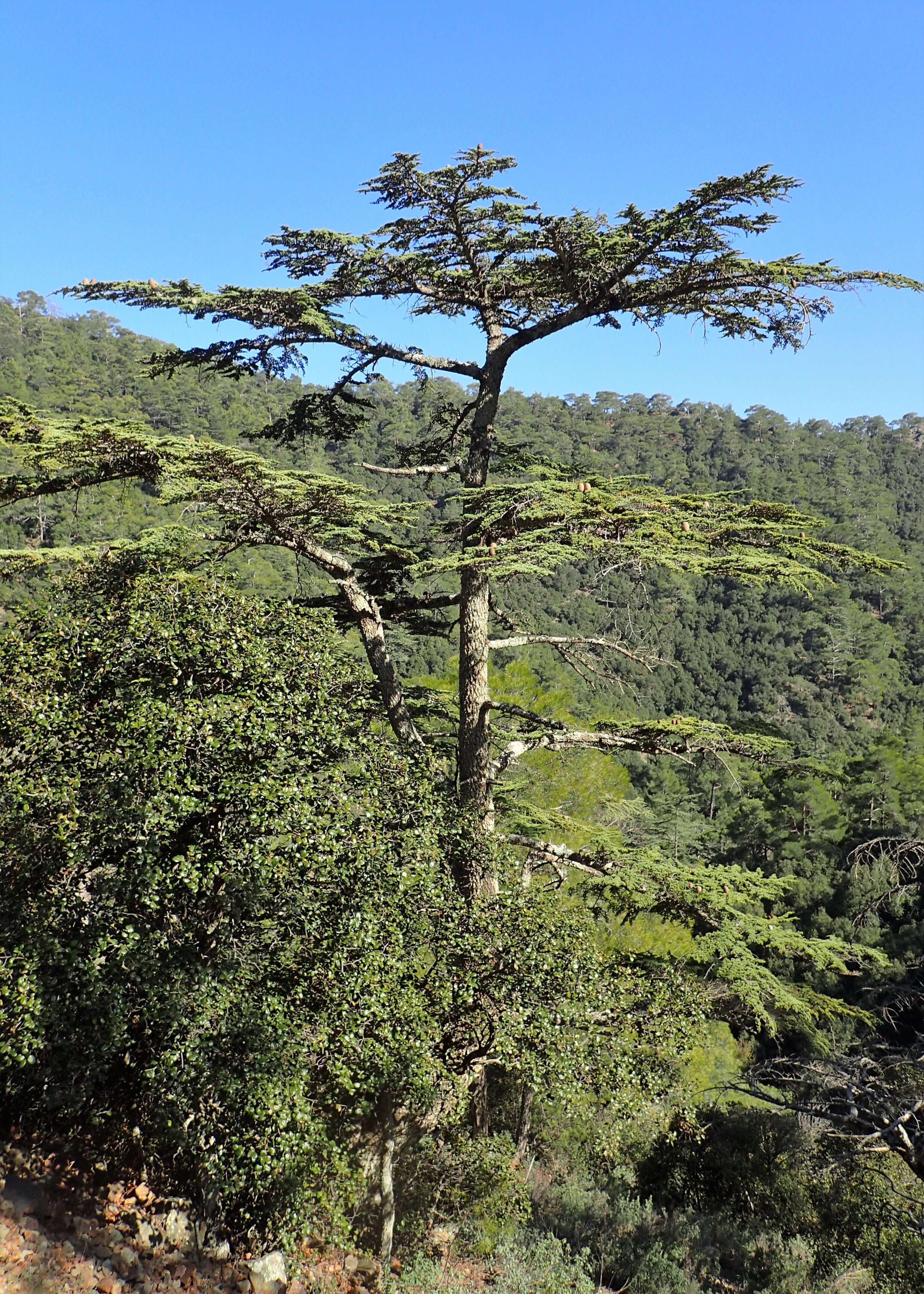 Image of Cyprus Cedar