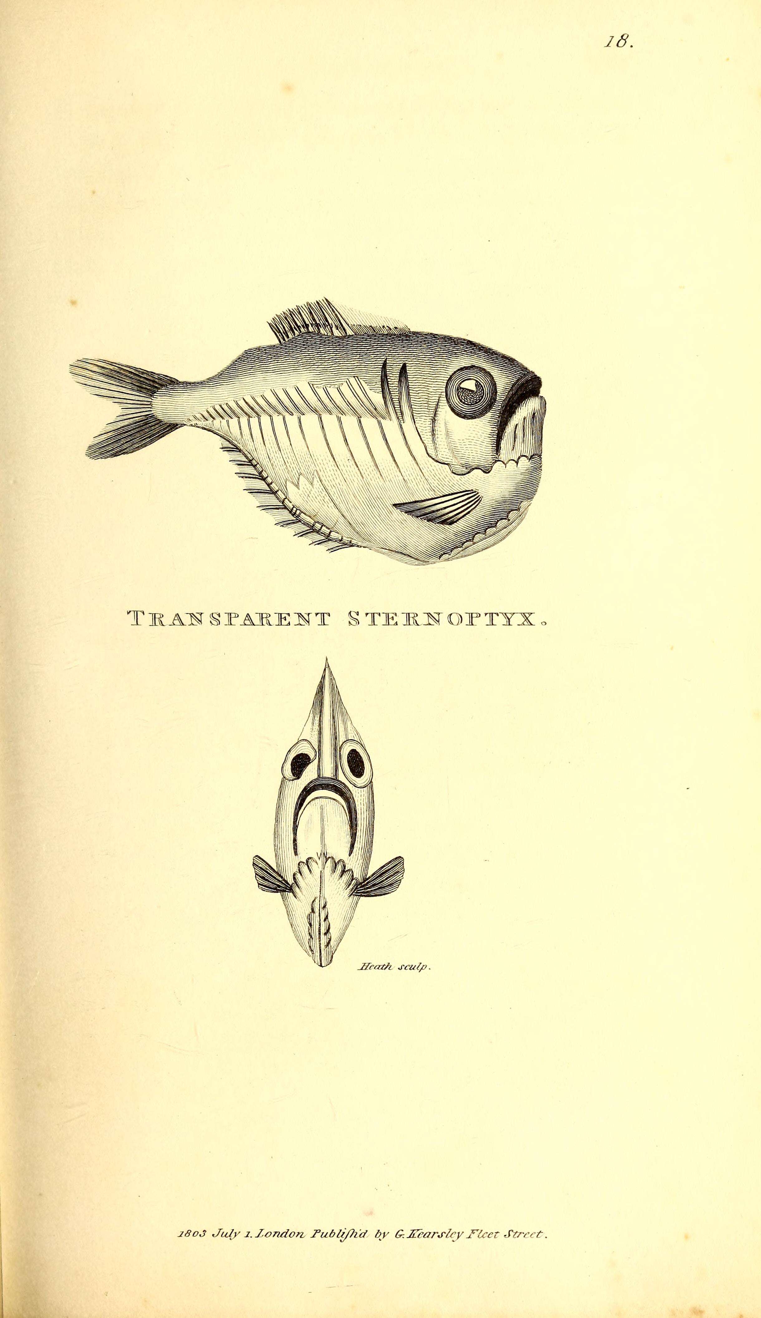 Image of Sternoptyx